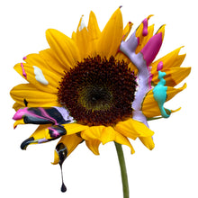 Load image into Gallery viewer, Sunflower
