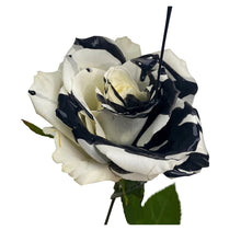 Load image into Gallery viewer, White Rose with Black