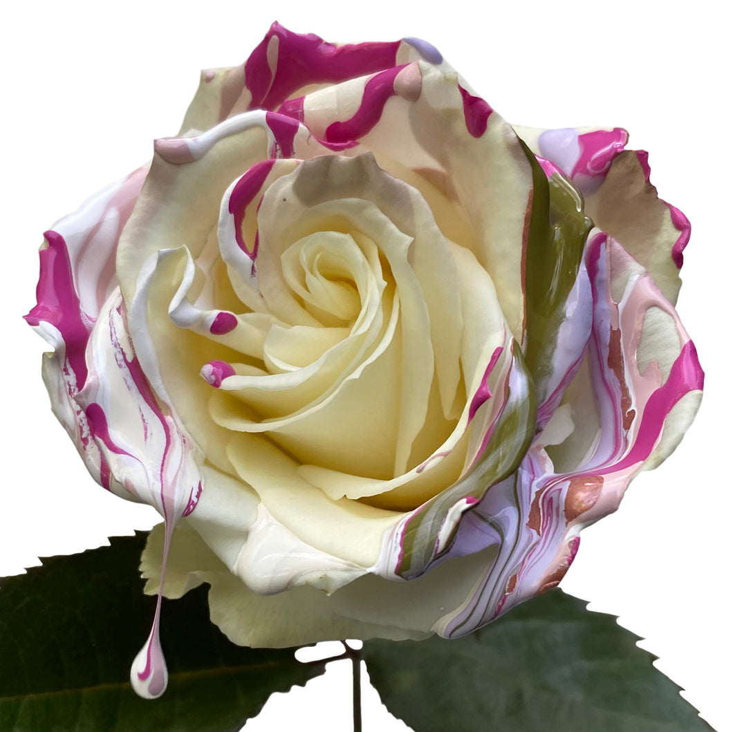 White Rose with Pink