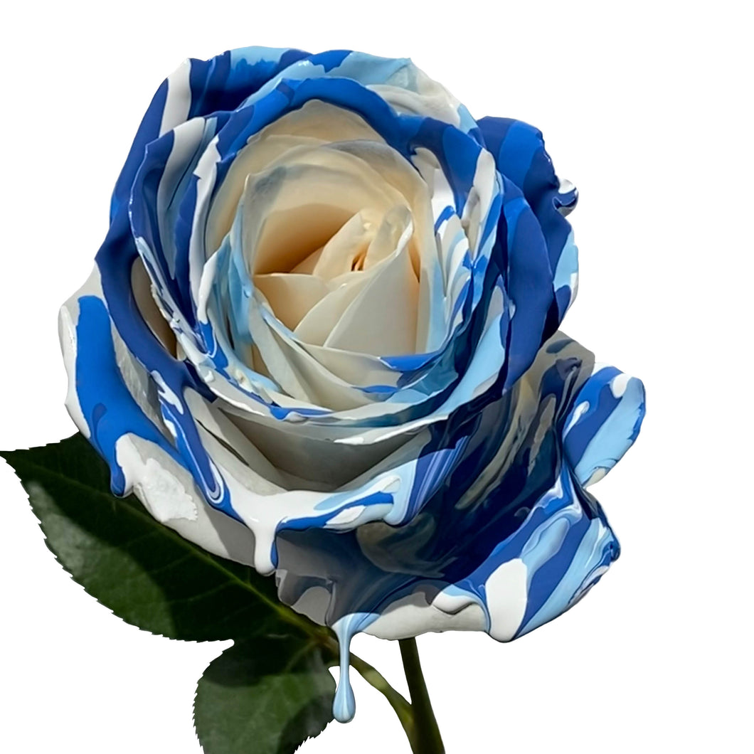 White Rose with Blue Hues